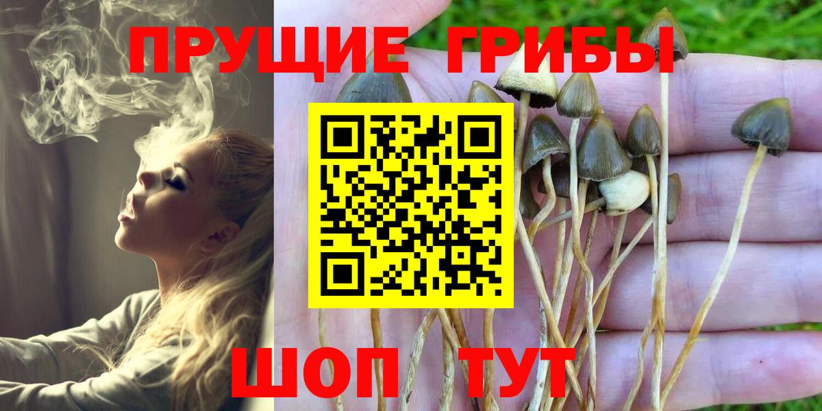 дарнет шоп  Псилоцибиновые грибы MAGIC MUSHROOMS  Вход с VPN  Буйнакск 